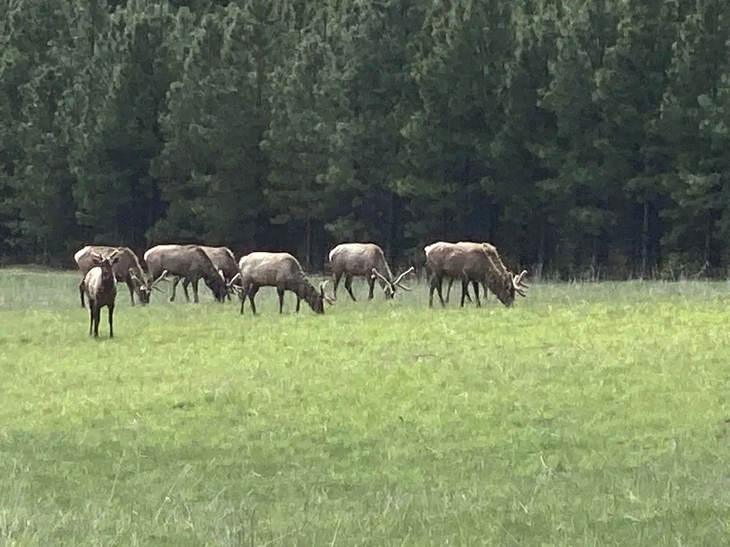 Wapiti