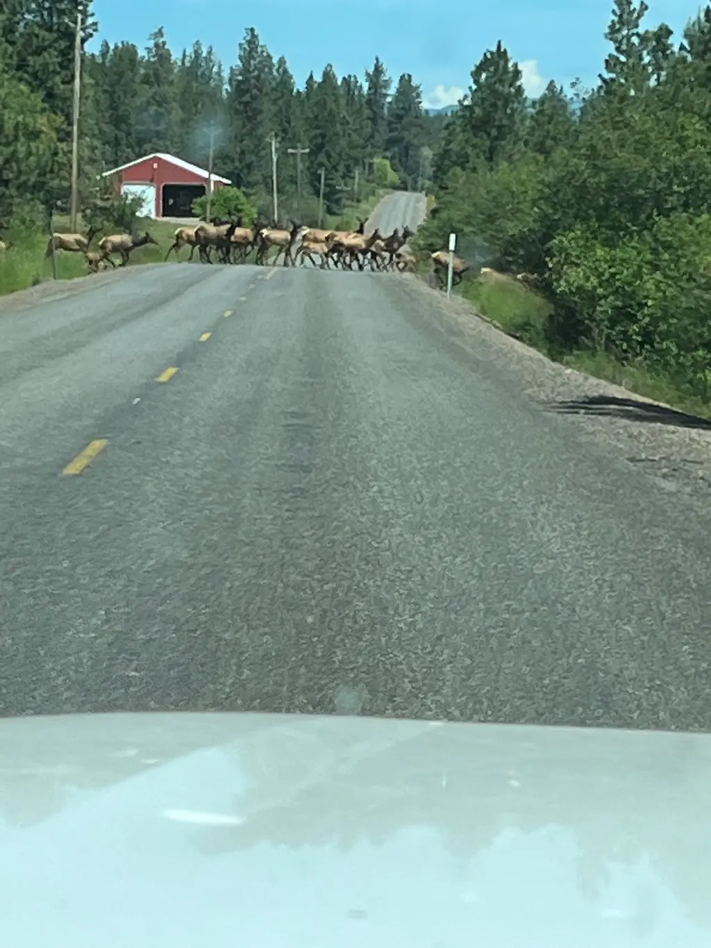 Wapiti