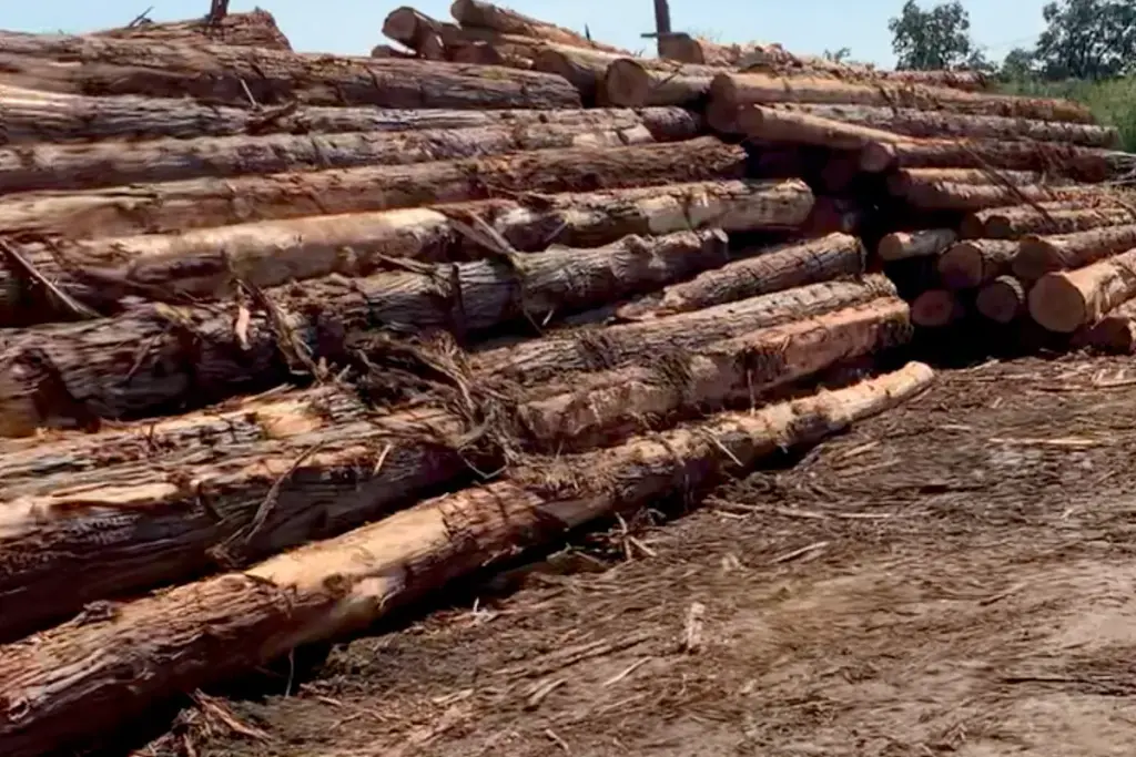 Sierra Log & Timber