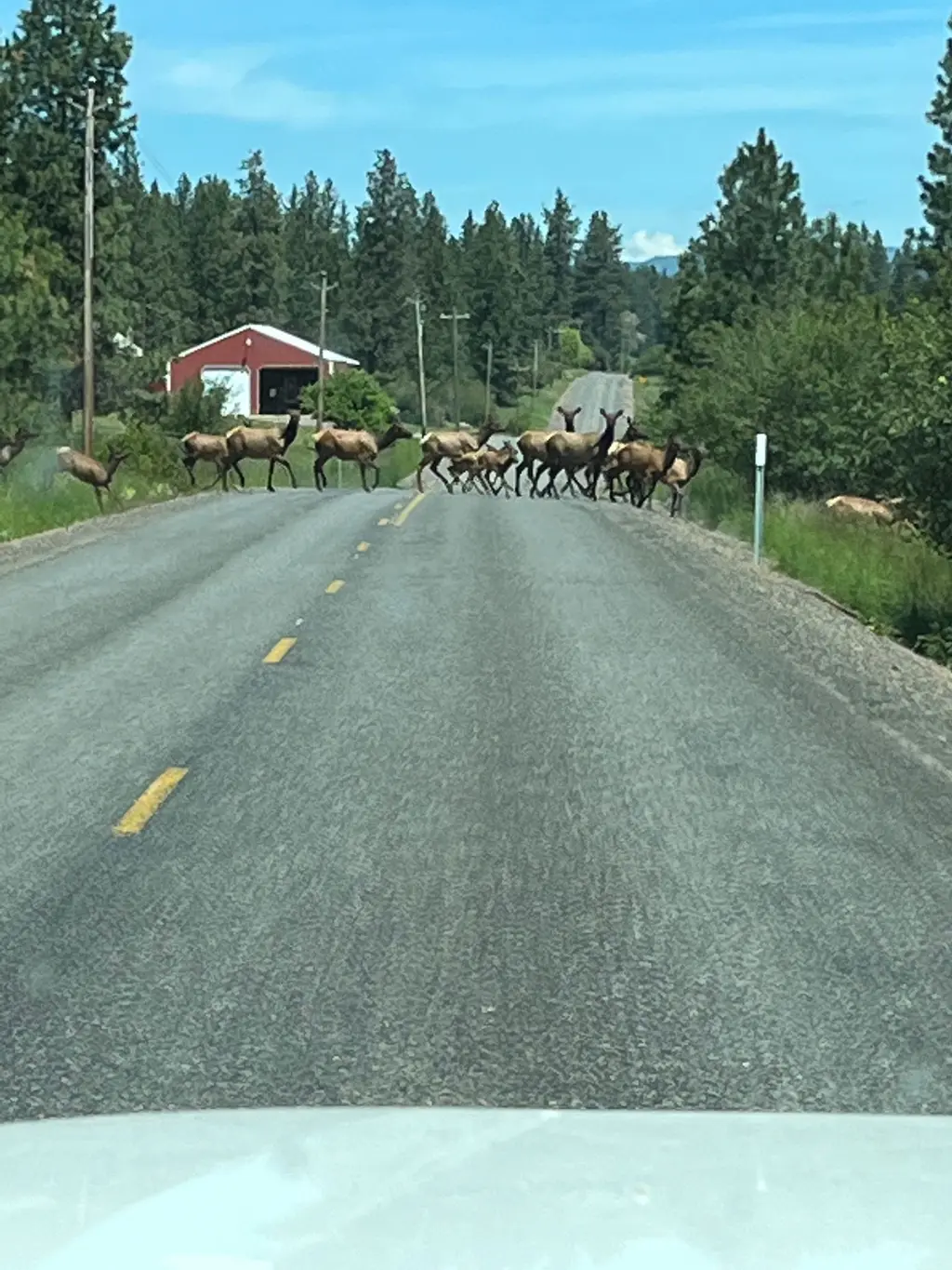 Wapiti