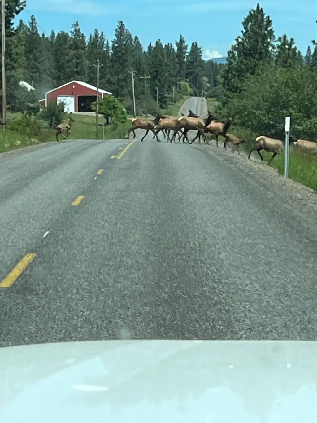 Wapiti