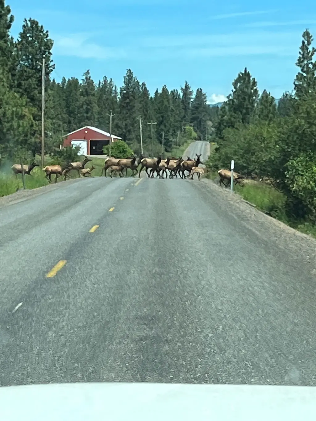 Wapiti