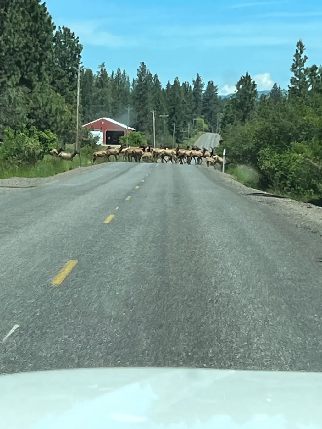 Wapiti