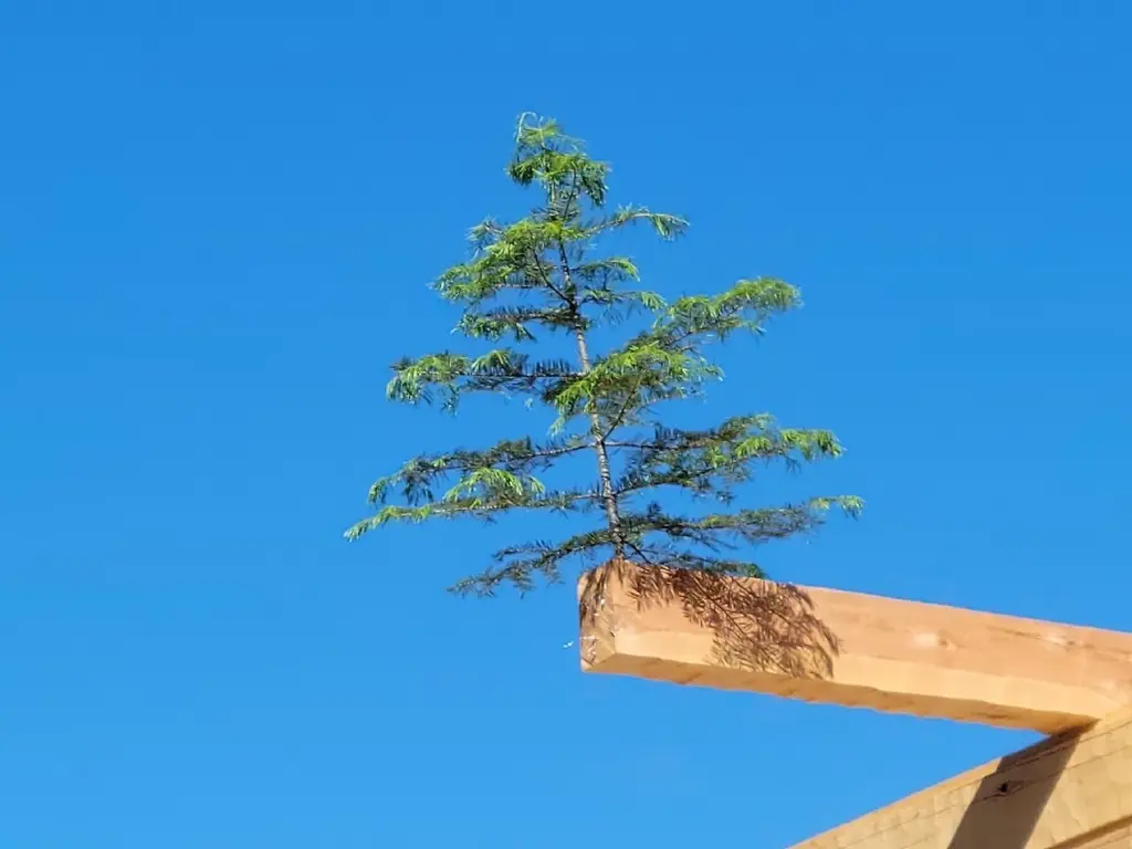 Log home