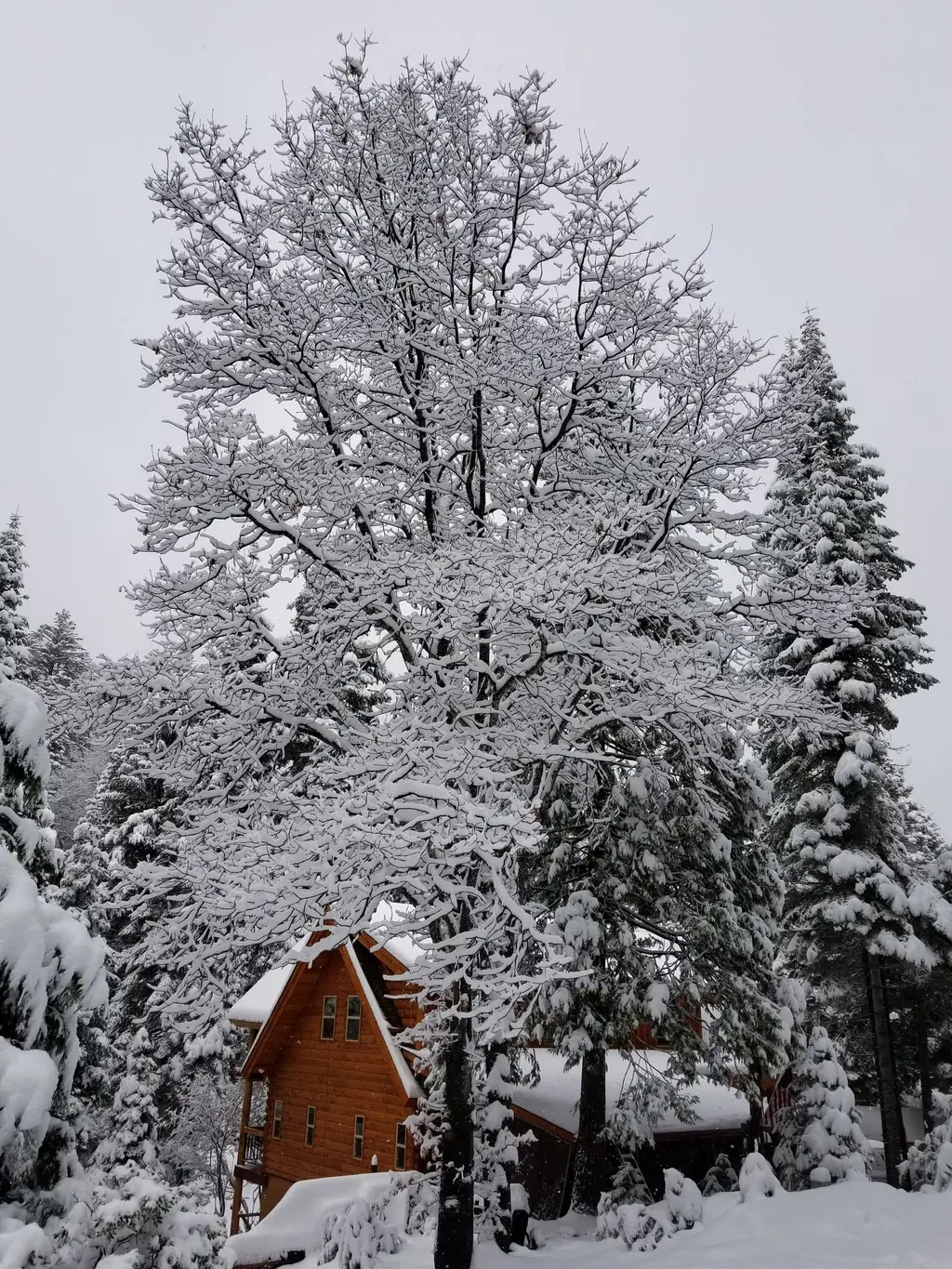 Log home