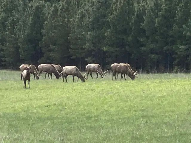Wapiti