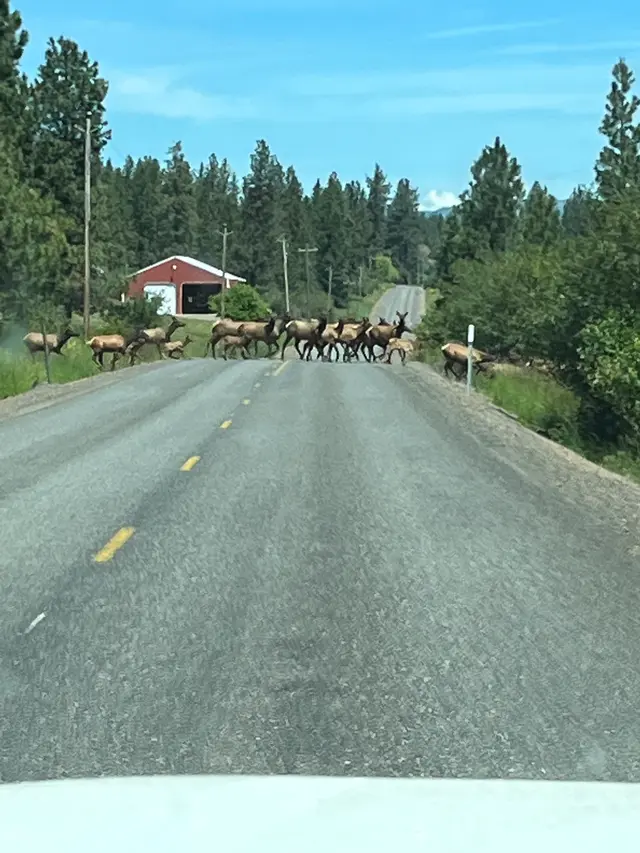 Wapiti