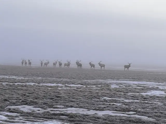 Wapiti