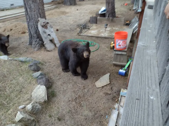 Tahoe