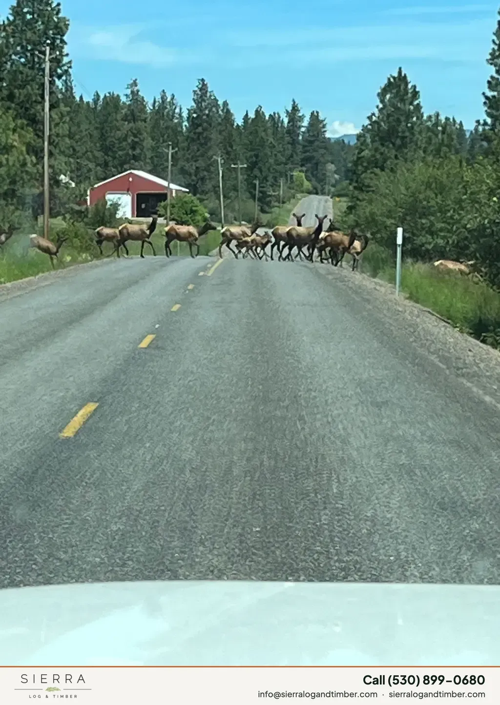 Wapiti