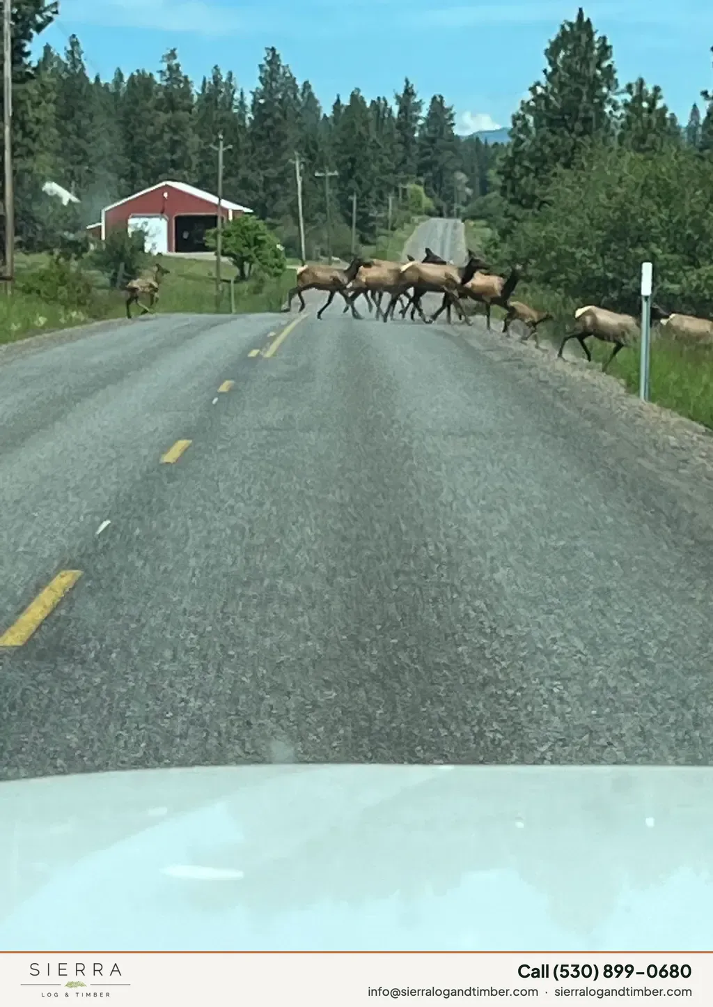 Wapiti