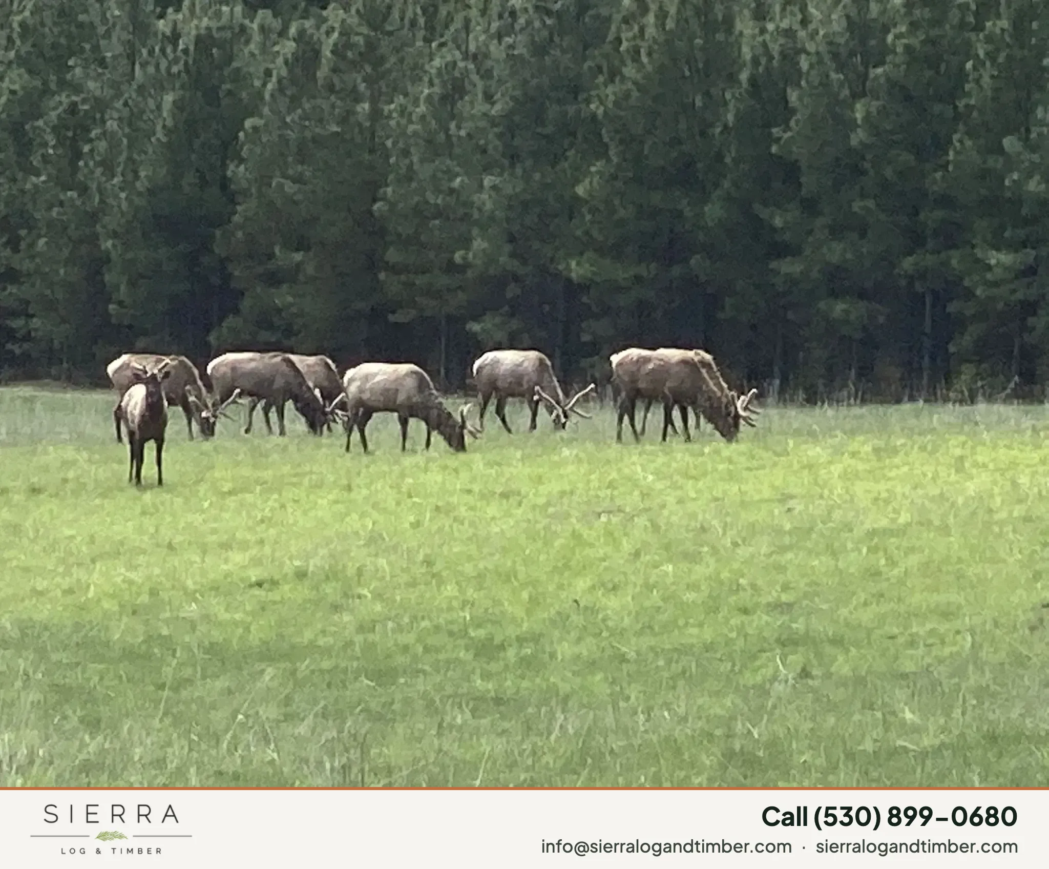 Wapiti