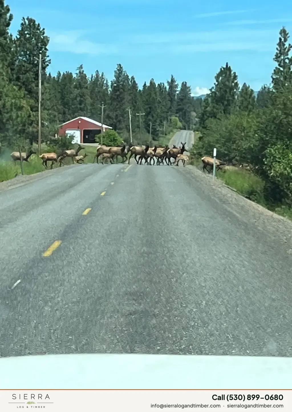 Wapiti