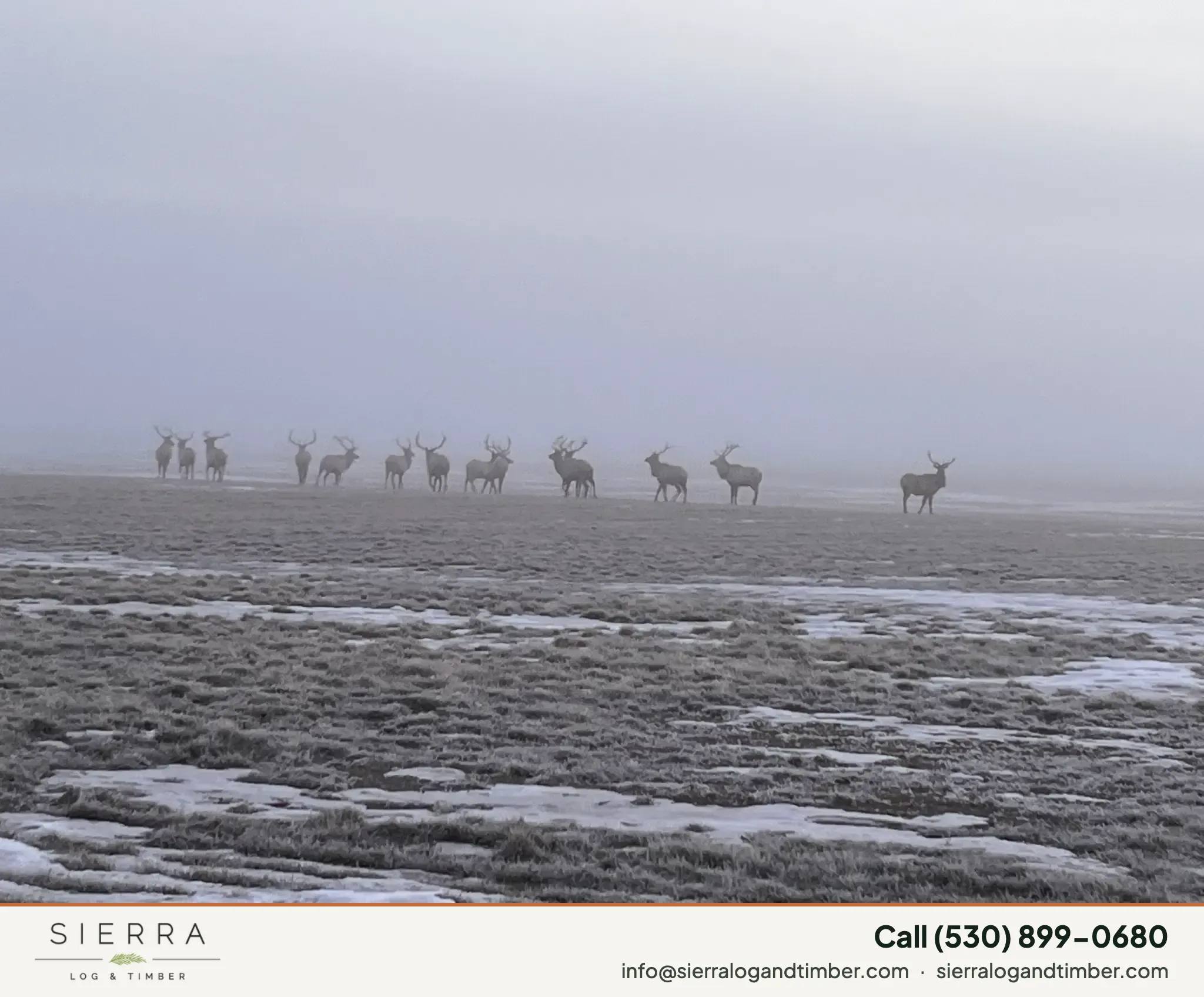 Wapiti