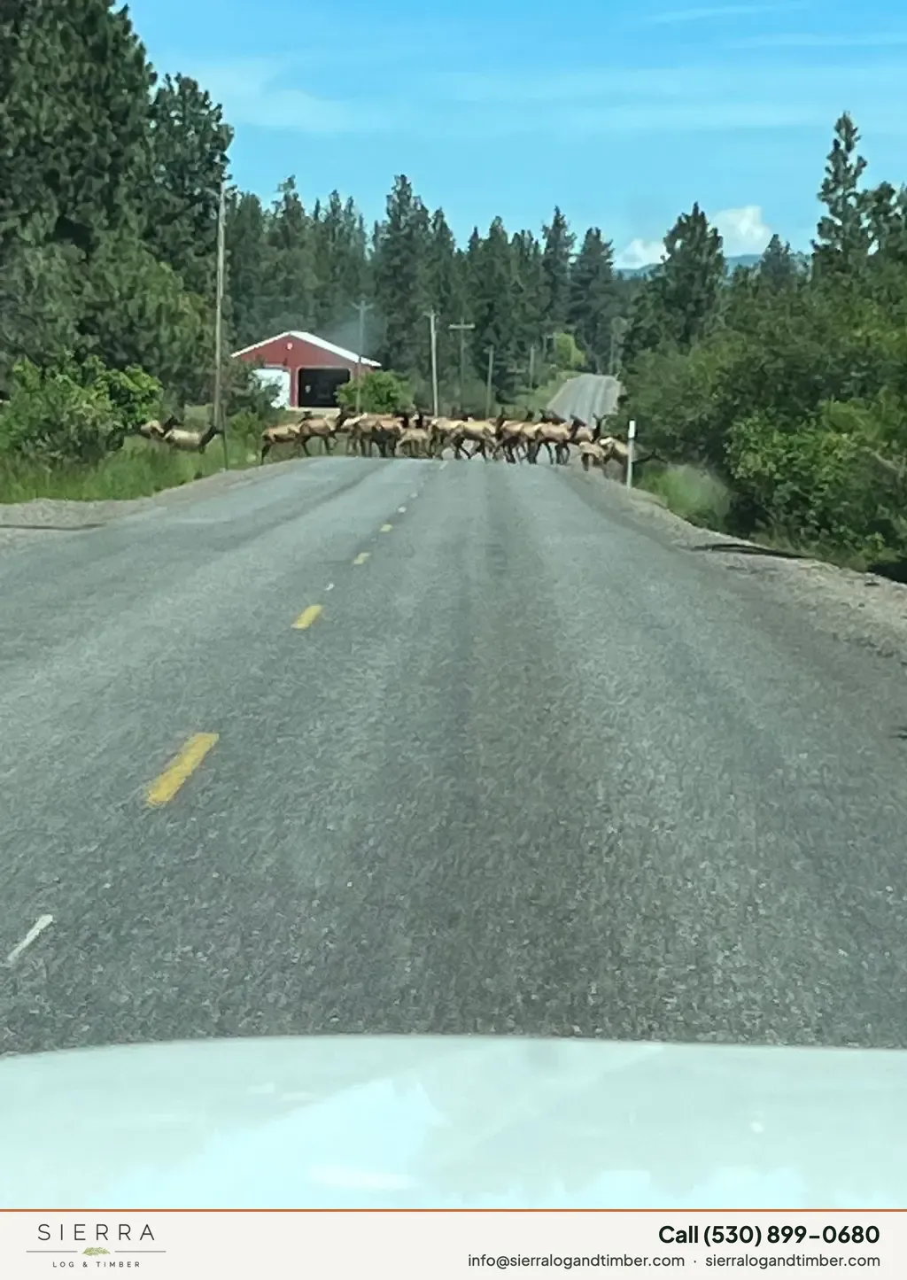 Wapiti